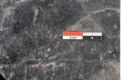 Foto (Detailansicht) von Taeniopteris vittata Brongniart (NHMW-GEO-2024-0188-10490)